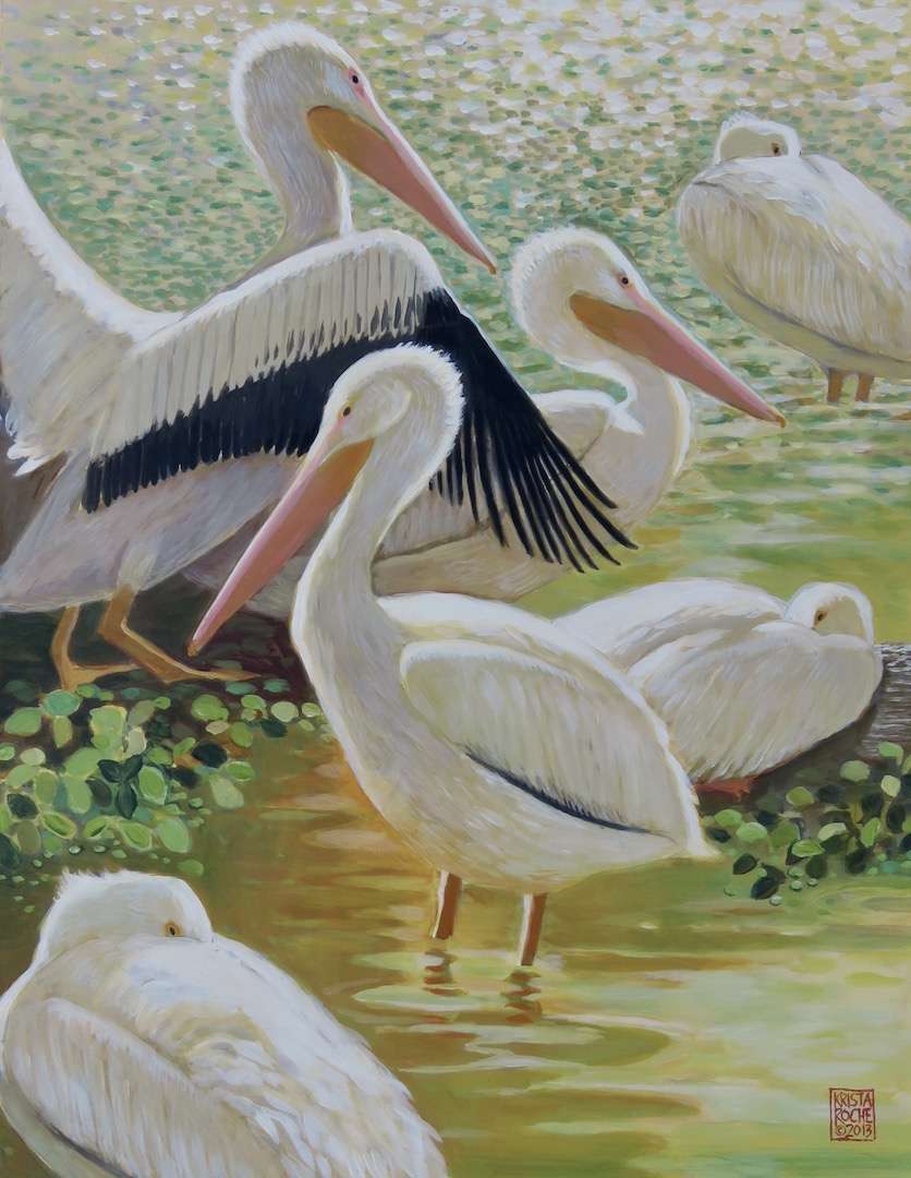 Pelicans in Afternoon Light | Acrylic | 20" x 16" | $850.00